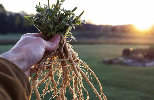 Proven Health Benefits Of Ashwagandha