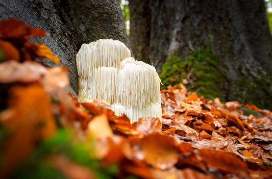 The Surprising Health Benefits Of Lion’s Mane